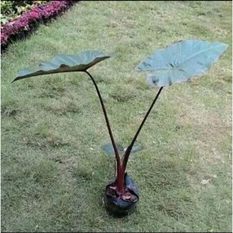 tanaman hias talas hitam caladiumblck