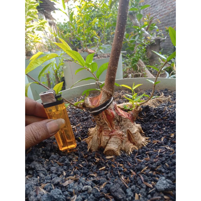 Bonsai Anting Putri Prokar mame