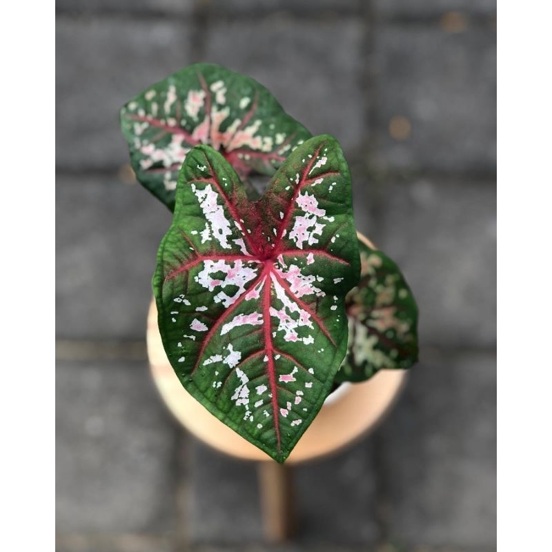 Keladi whorton / caladium carolyn wharton / caladium carolina whorton