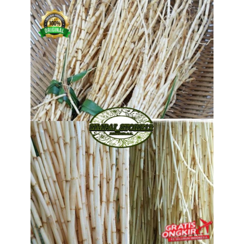 

akar eurih segar 500gram atau akar alang alang segar obat herbal alami