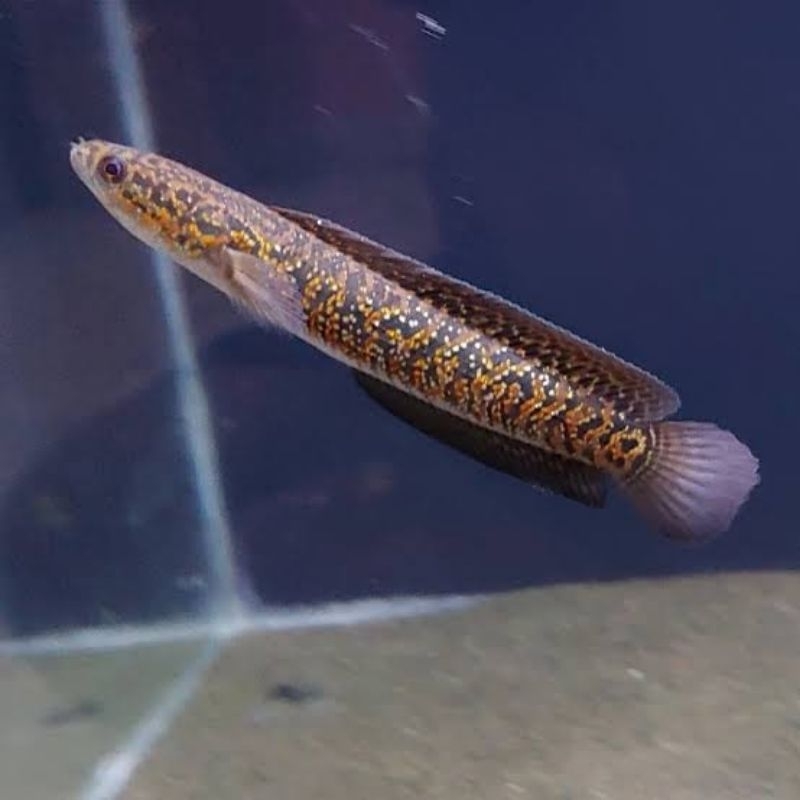 hiasan aquarium(chana asiatica kalimaya grade A+)