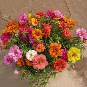 Nafisah Seeds - Benih 3 Biji Bunga MOSS ROSE