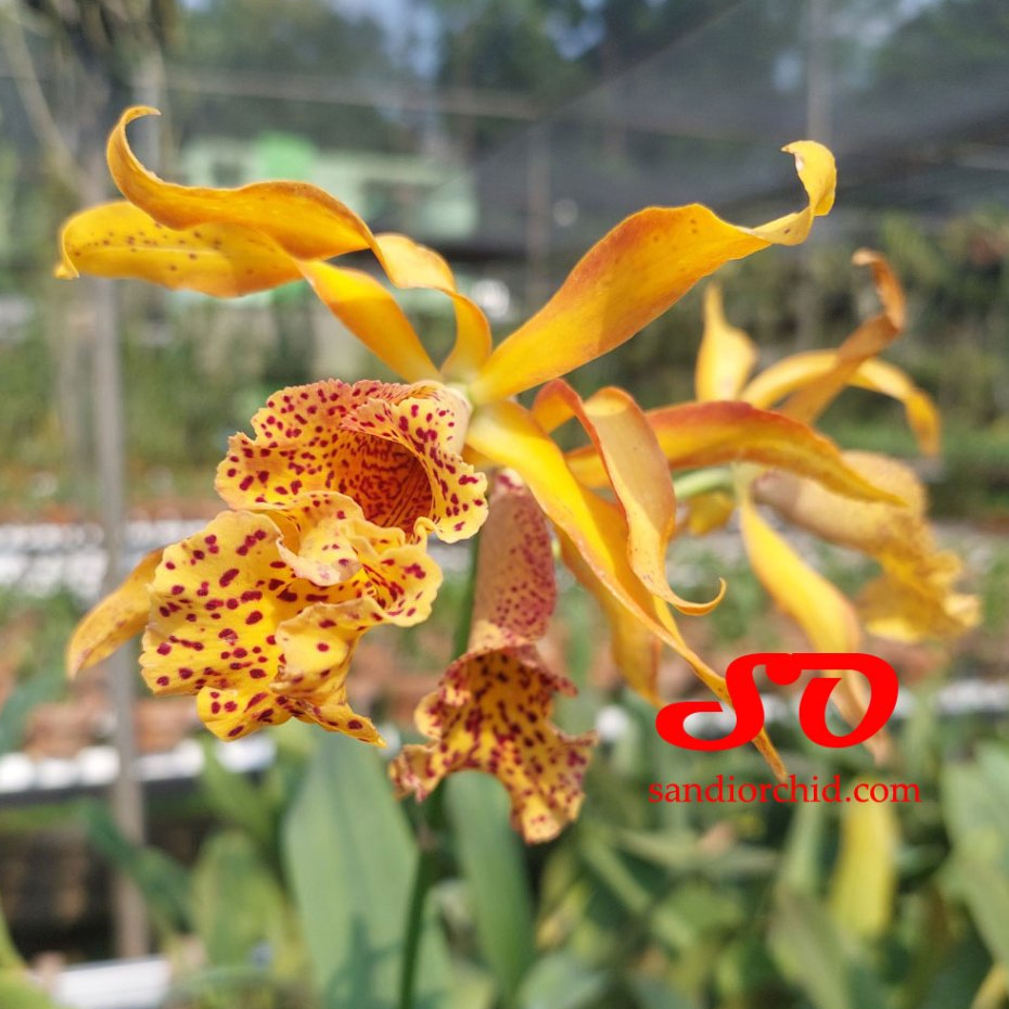 [ SPIKE  | BERBUNGA ] Myrmecatavola Frances Fox - Anggrek Unik dengan Tangkai Bunga Ajaib