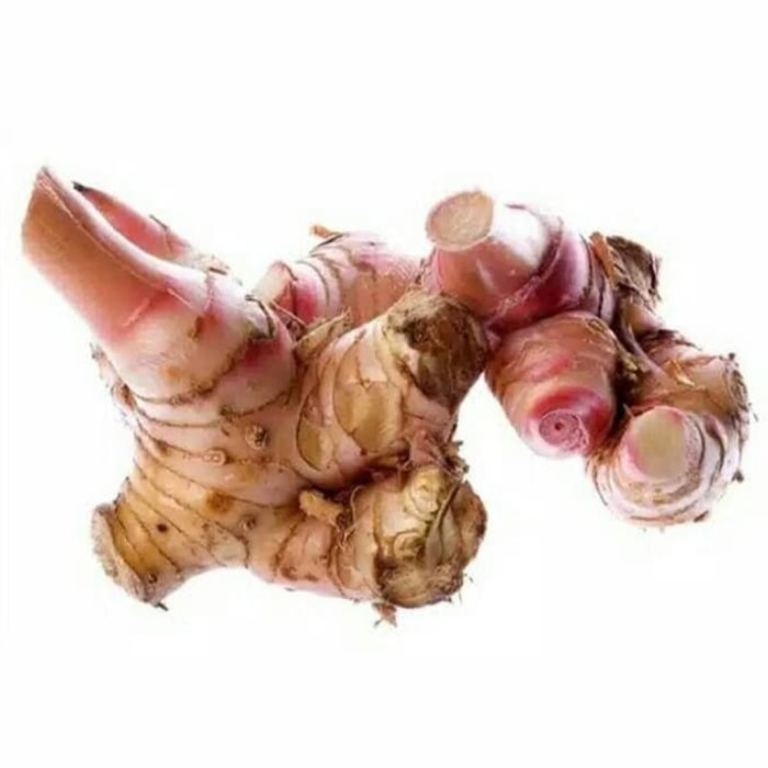 

Lengkuas Merah 1 kg Segar - Laos Fresh - Laja