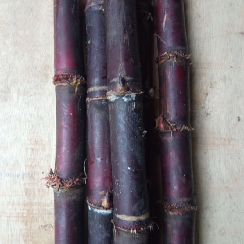 

Tebu hitam manis fresh, per ikat ( isi 5 pcs)