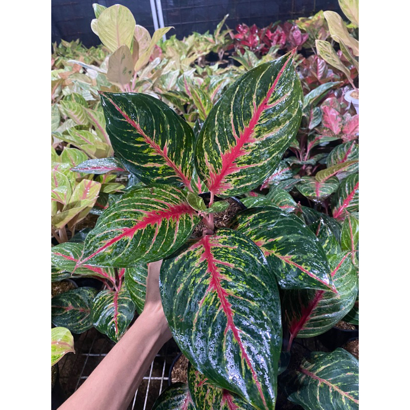 Red borju