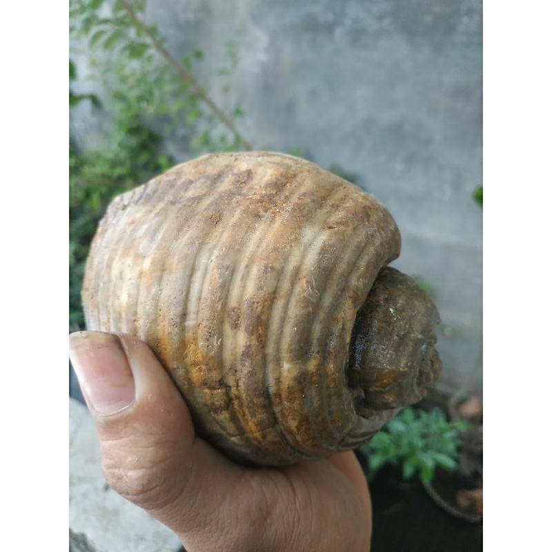 batu fosil keong jumbo