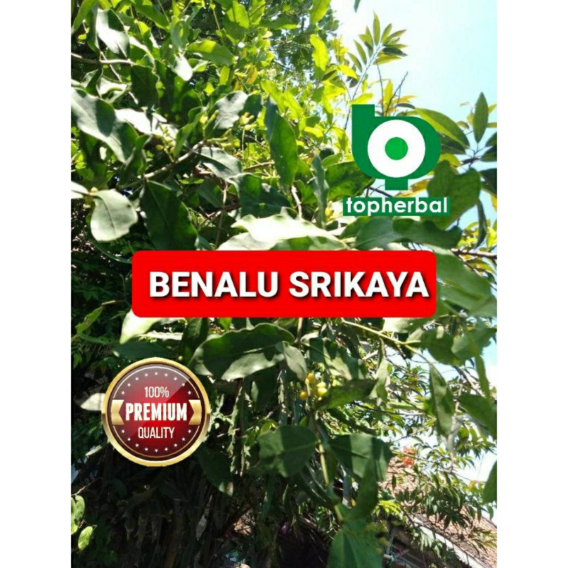 

Benalu Srikaya Kering 500 Gram