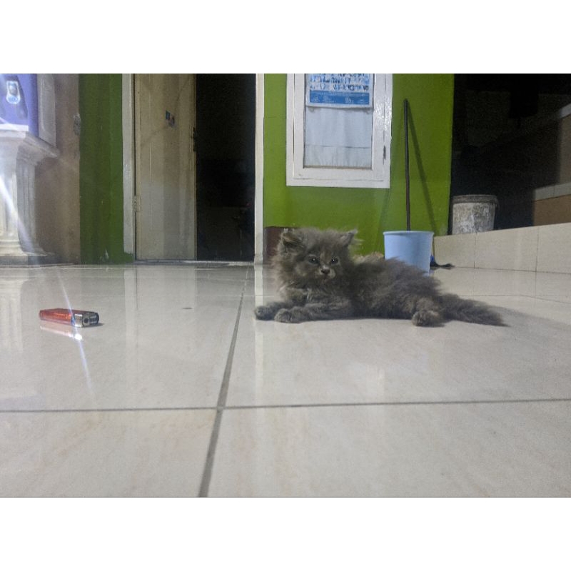 Kucing Persia Kitten | anak kucing persia bulu kapas | Anak kucing lucu