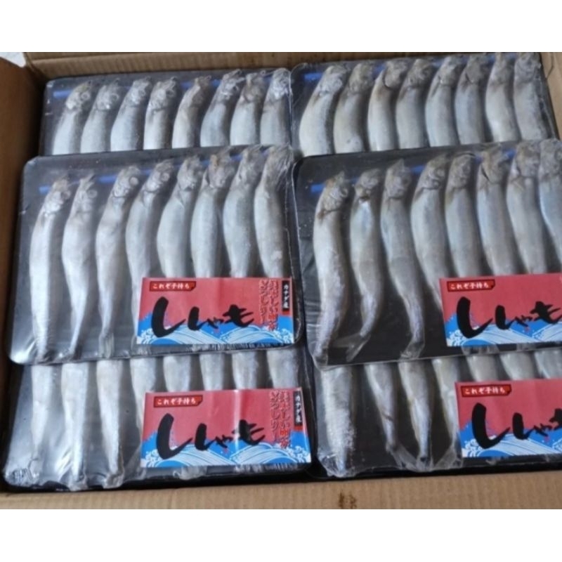 

ikan shisamo ikan cipung ikan telur omega MPASI IKAN CAPELIN