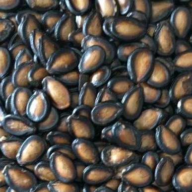 

bGF KUACI HITAM IMPORT (gram)