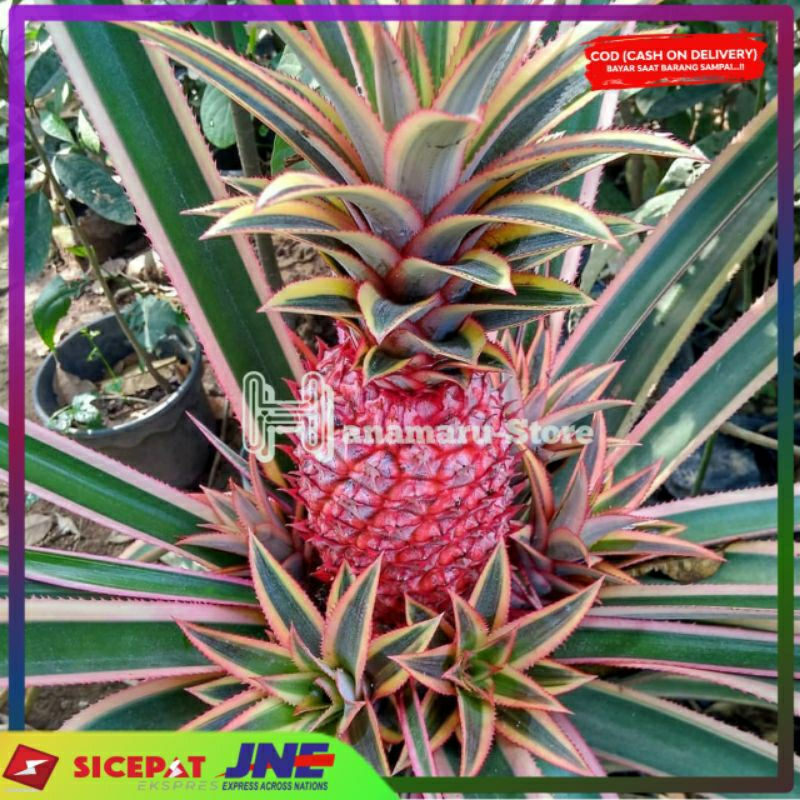 

Herbal Buah Nanas Merah Muda Segar ( 1 Buah )