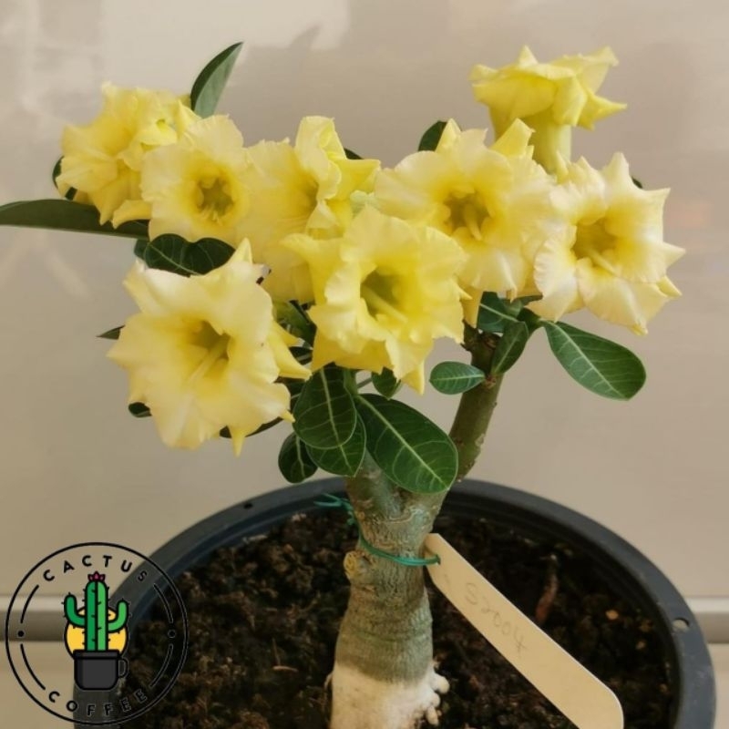 ADENIUM BUNGA TUMPUK BUNGA KUNING / TANAMAN HIAS BUNGA ADENIUM KUNING