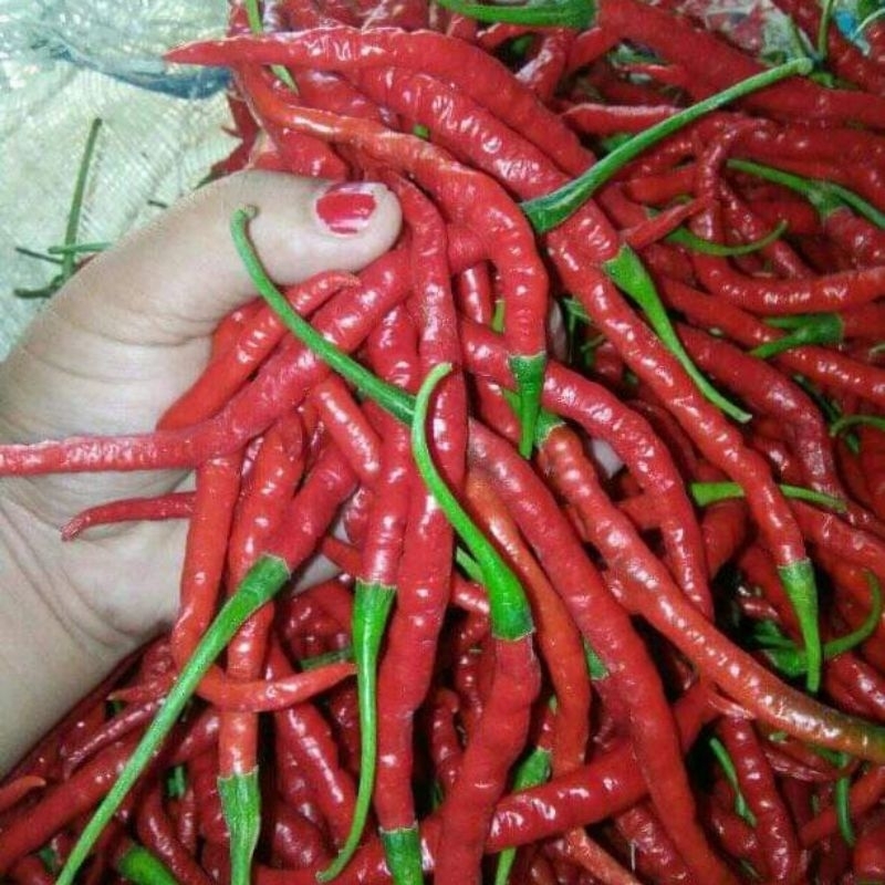 

Cabe merah keriting 100 gram / cabai kriting