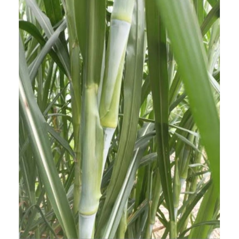 PAKCHONG BIBIT RUMPUT PAKAN SAPI KAMBING