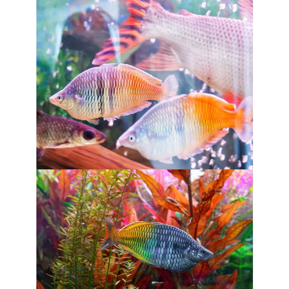 

Extra Packing Rainbow Boesemani Ukuran 6CM