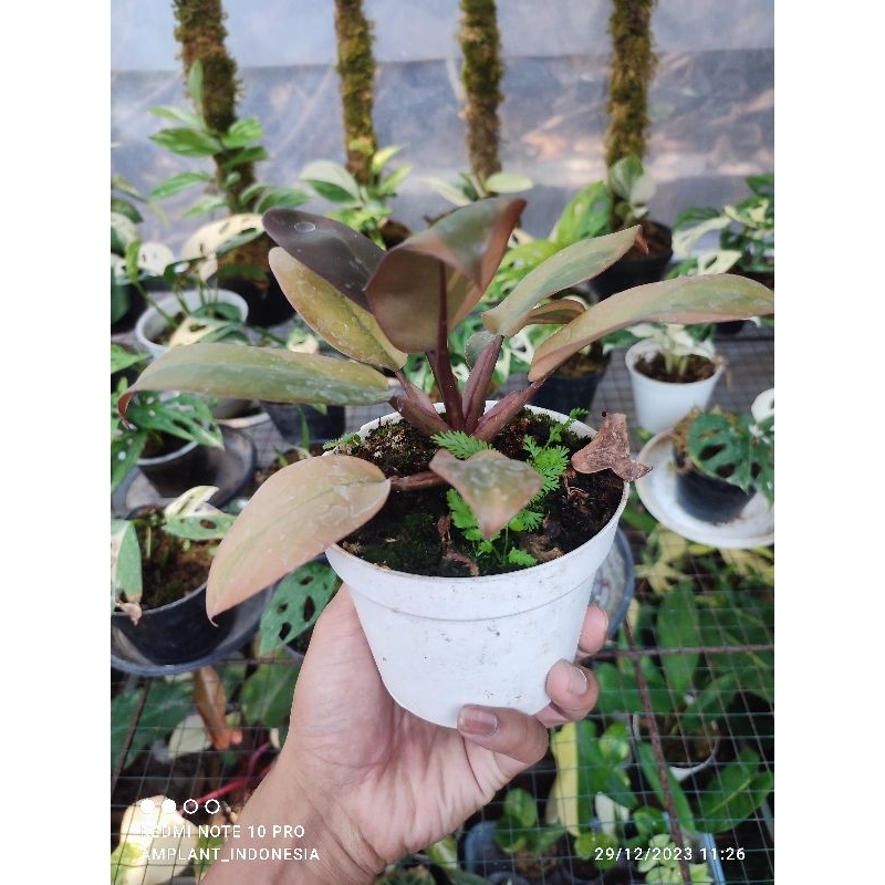 Real pict Philodendron Black Cardinal Varigata