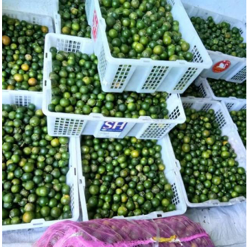 

TB- READY Jeruk Sonkit 1kg /Kunci / Lemon Cui/ Kasturi/ Kip MURAH