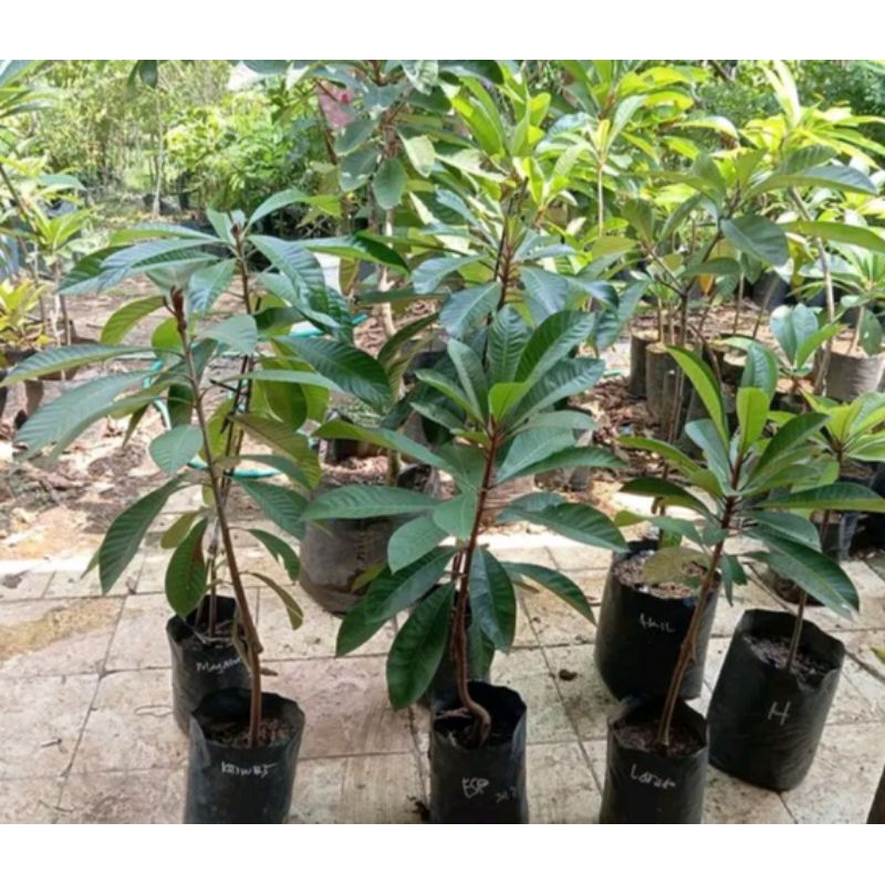 mamey sapote magana super red,loritto,keywes,pace sudah di polibek hasil cangkok
