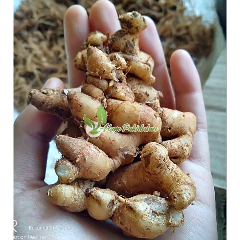 

Kencur Super Bumbu Dapur 100gr