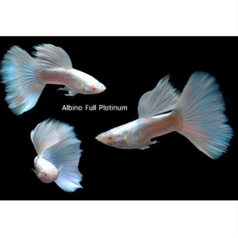 Albino full platinum sepasang