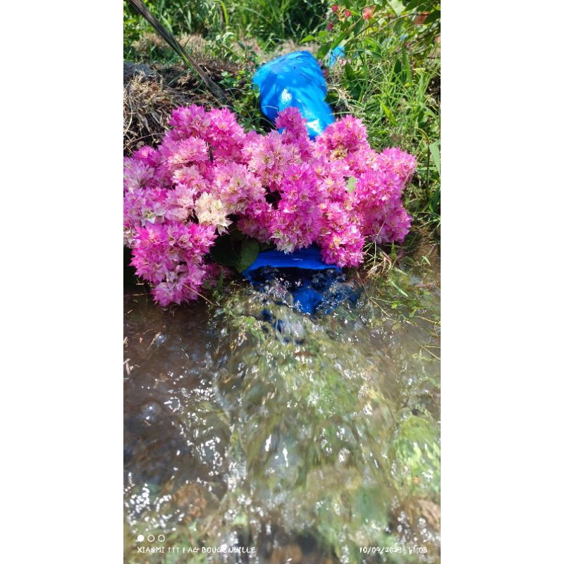 bunga bougenville - HAWAI CHERRY BLOSSOM ori