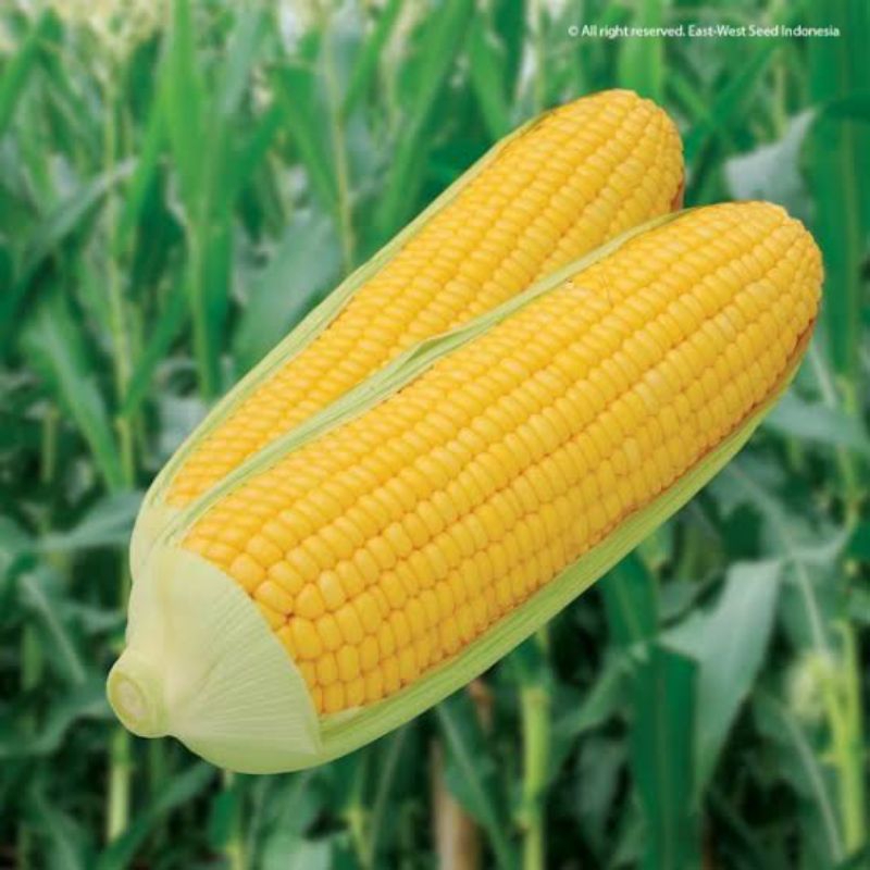 

PROMO!! 1KG JAGUNG KUNING MANIS MADU GARUDA SEED