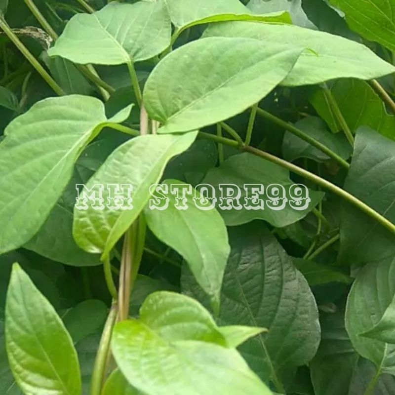 

DAUN SEMBUKAN / DAUN KENTUT