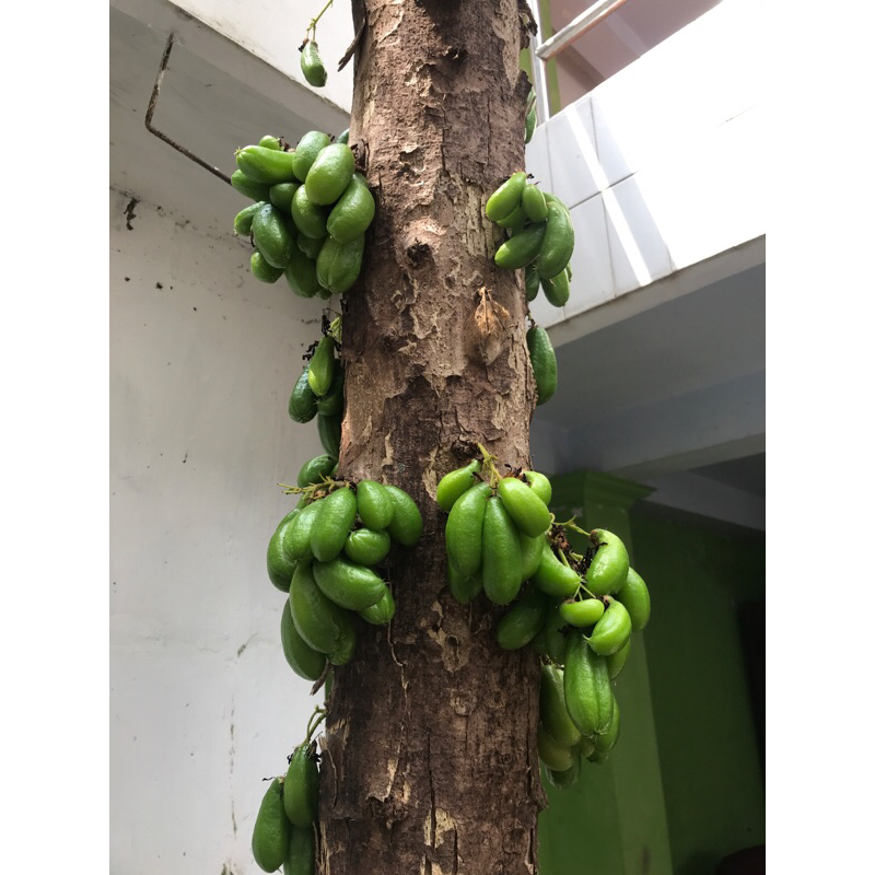 

Belimbing wuluh per kilo blimbing sayur fresh pohon