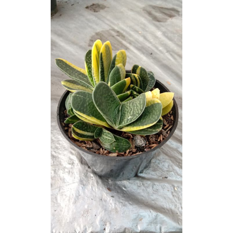 Kaktus Sukulen Gasteria Puji Mini Varigata Cluster Murah