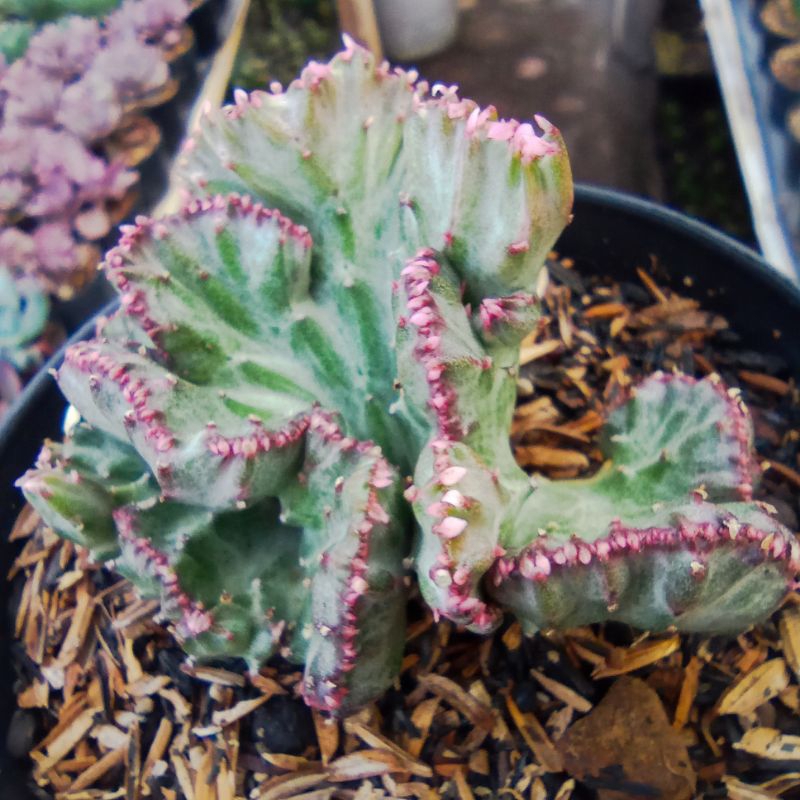 Euphorbia Lactea Variegata