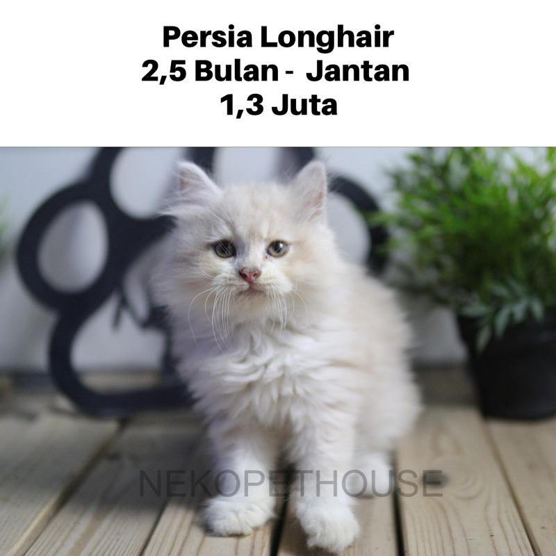 Persia Longhair Kitten Anak Kucing Persia