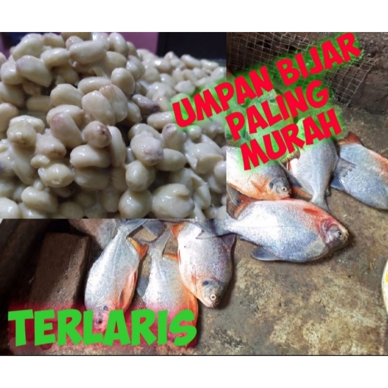 Umpan biji jarak fermentasi isi -+25