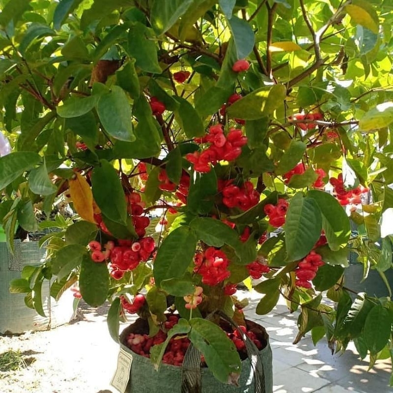 

bibit jambu air kancing super cepat berbuah