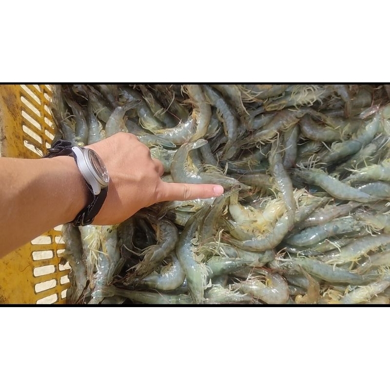 

Udang Vaname Besar Berat 250 Gram