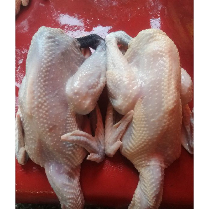 

COD Ayam Kampung Fresh 11 gr Berat Hidup