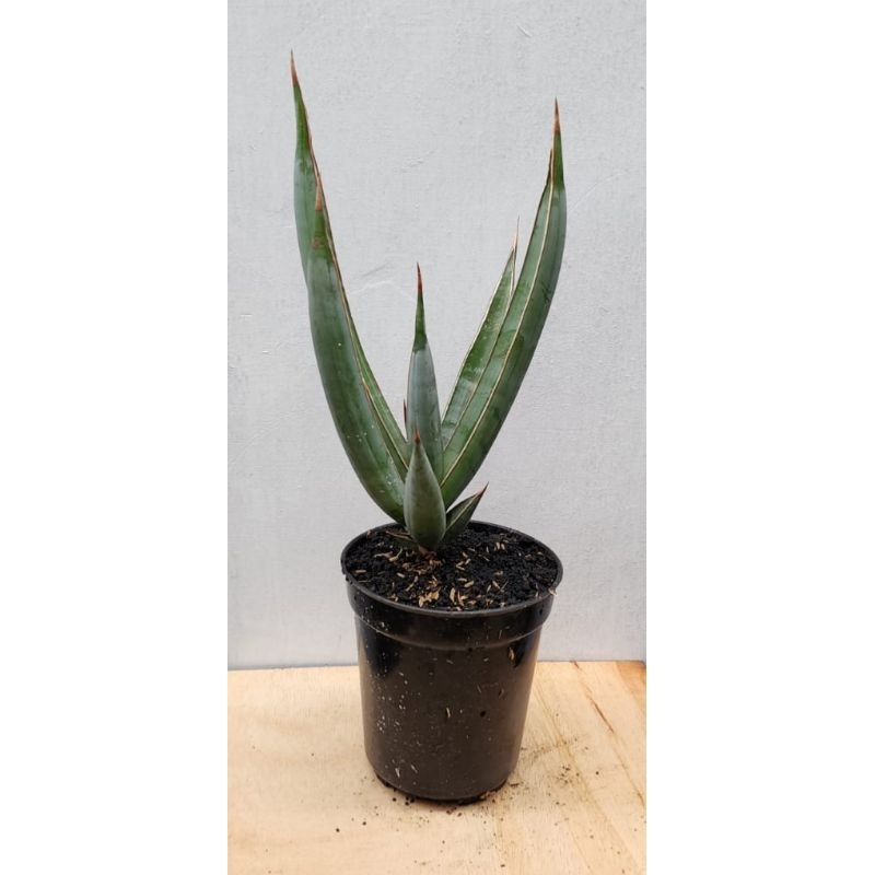 S. pinguiculata (longifolia type)