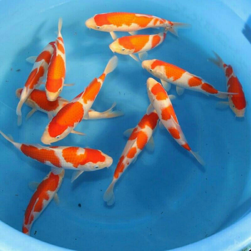 ikan koi kohaku