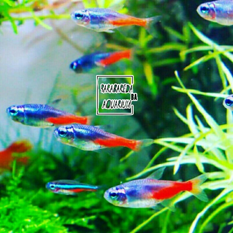 ikan neon blue