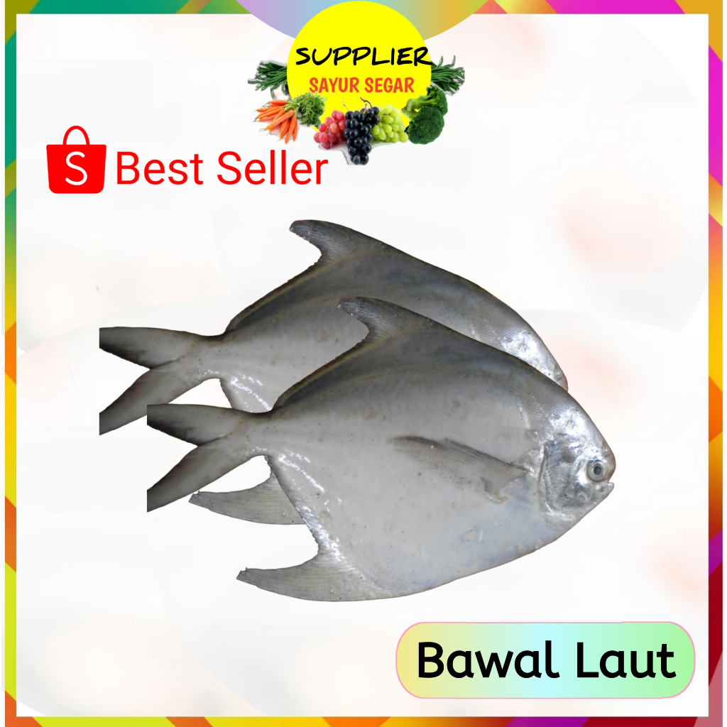 

Bawal Laut Segar Palembang