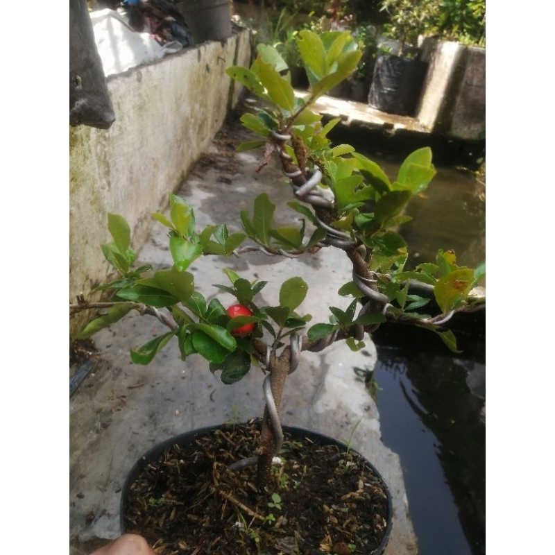 Bahan bonsai mame sianci Cherry Barbados sudah berbuah