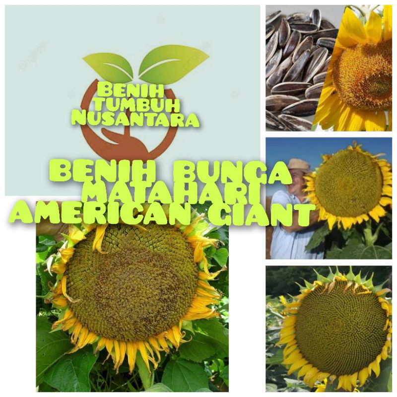 BIJI/BENIH BUNGA MATAHARI AMERICAN GIANT impor f1