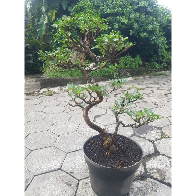 Tanaman hias bonsai kaliandra surinamensis -/+ 60 cm