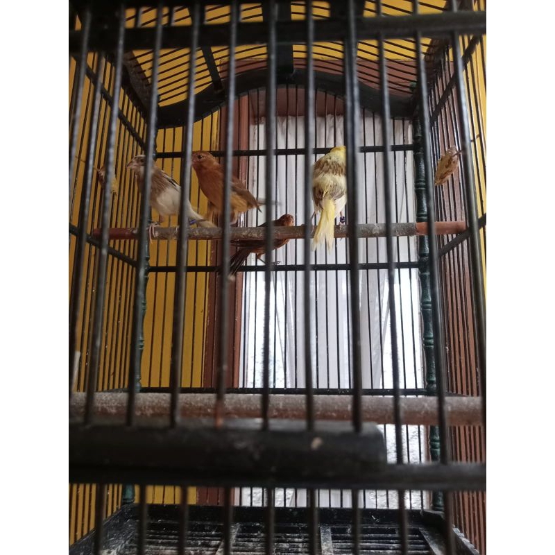 banhan kenari gemblingan