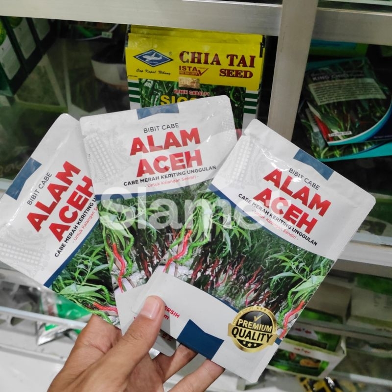 Cabe Alam Aceh Unggulan Original Pabrik