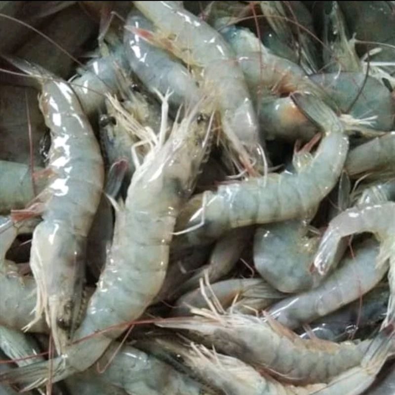 

Udang segar size 60