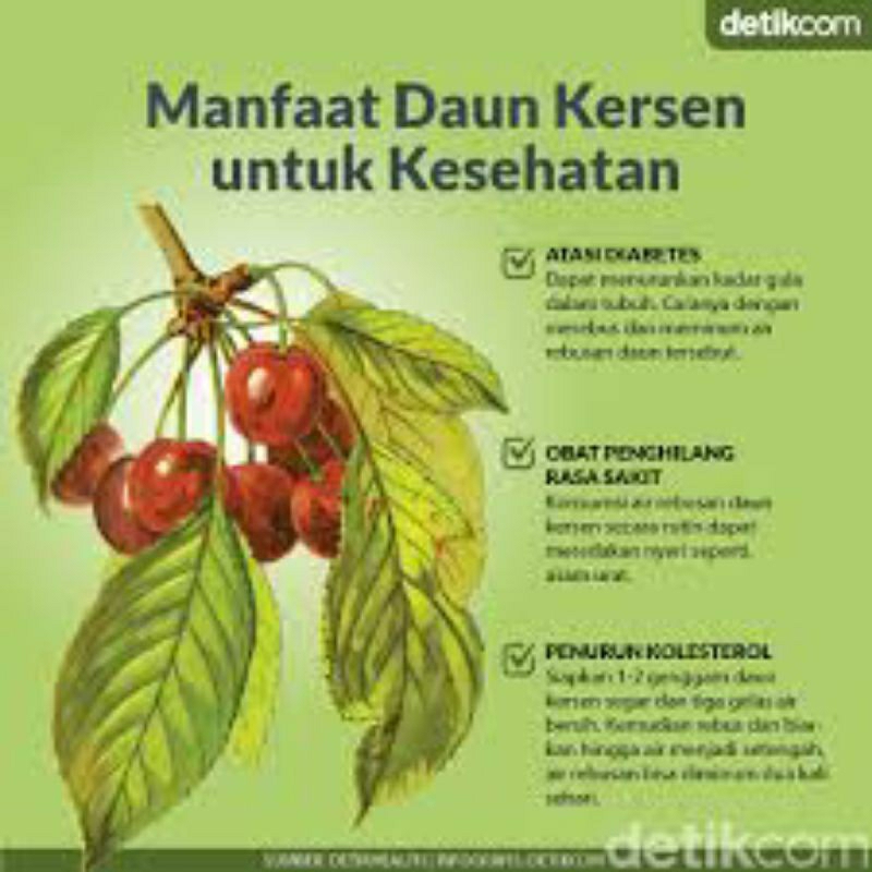 

Daun Cherry Segar Alami