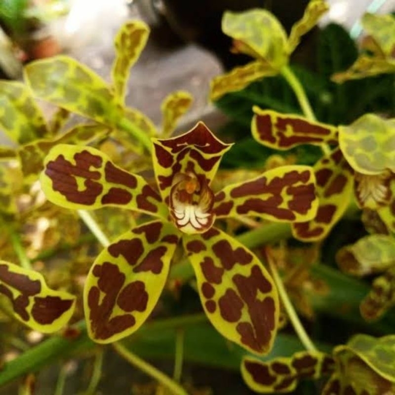 ANGGREK GRAMMA SCRIPTUM REMAJA