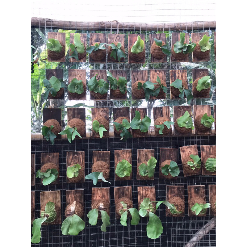 PLATYCERIUM ELEPHATOTIS & PLATYCERIUM STEMARIA LAURENTII