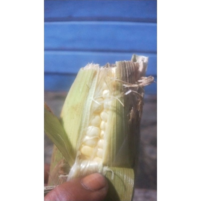 

jagung manis